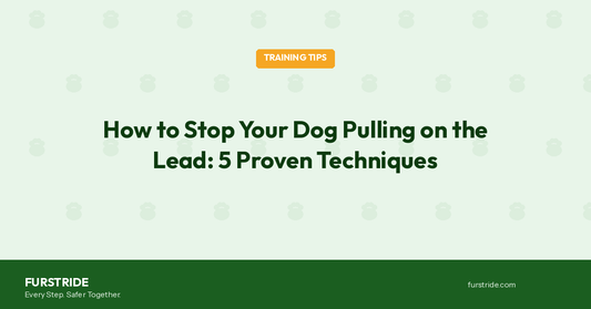 How to Stop Your Dog Pulling on the Lead: 5 Proven Techniques